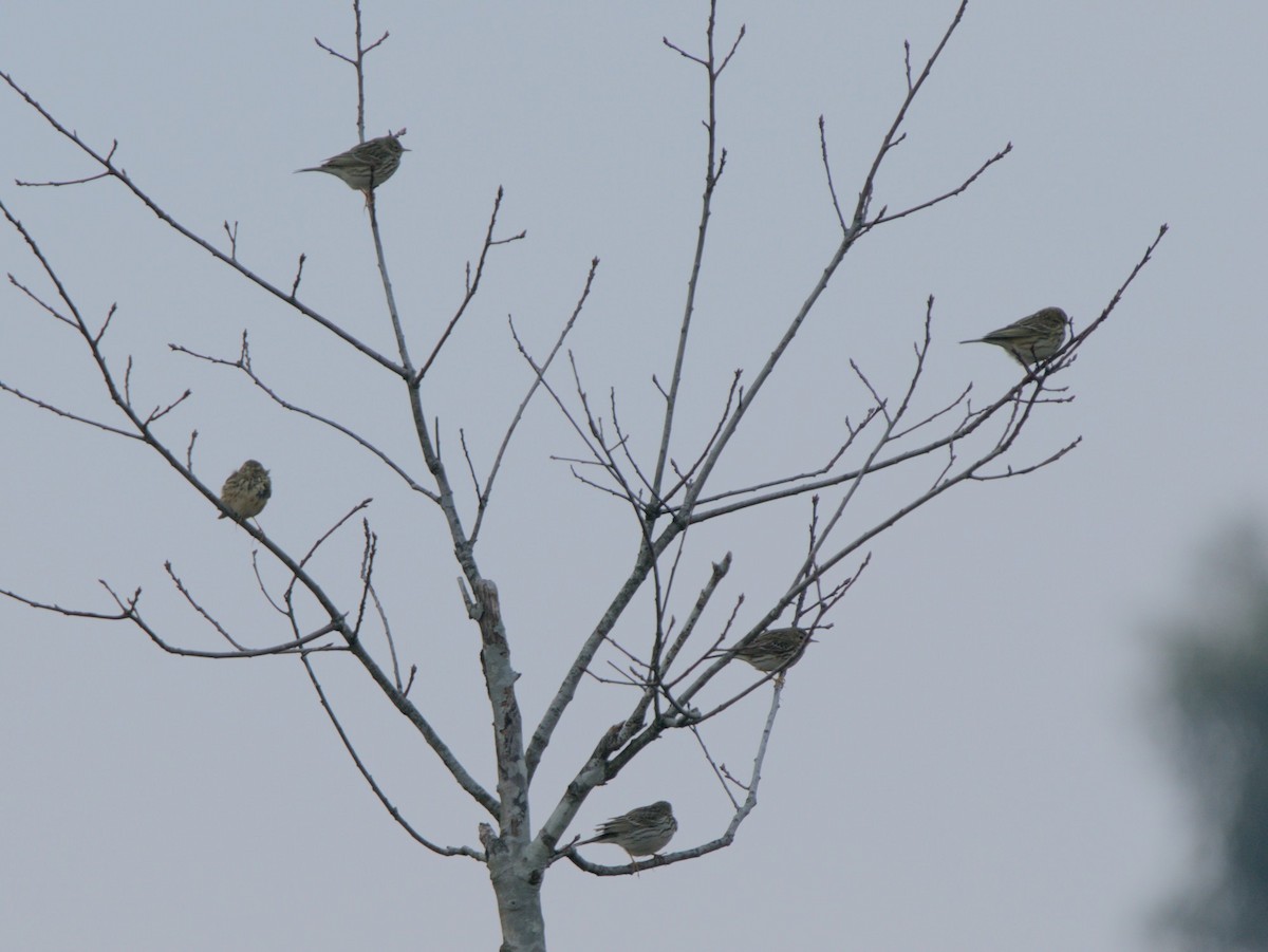 Meadow Pipit - ML614514866