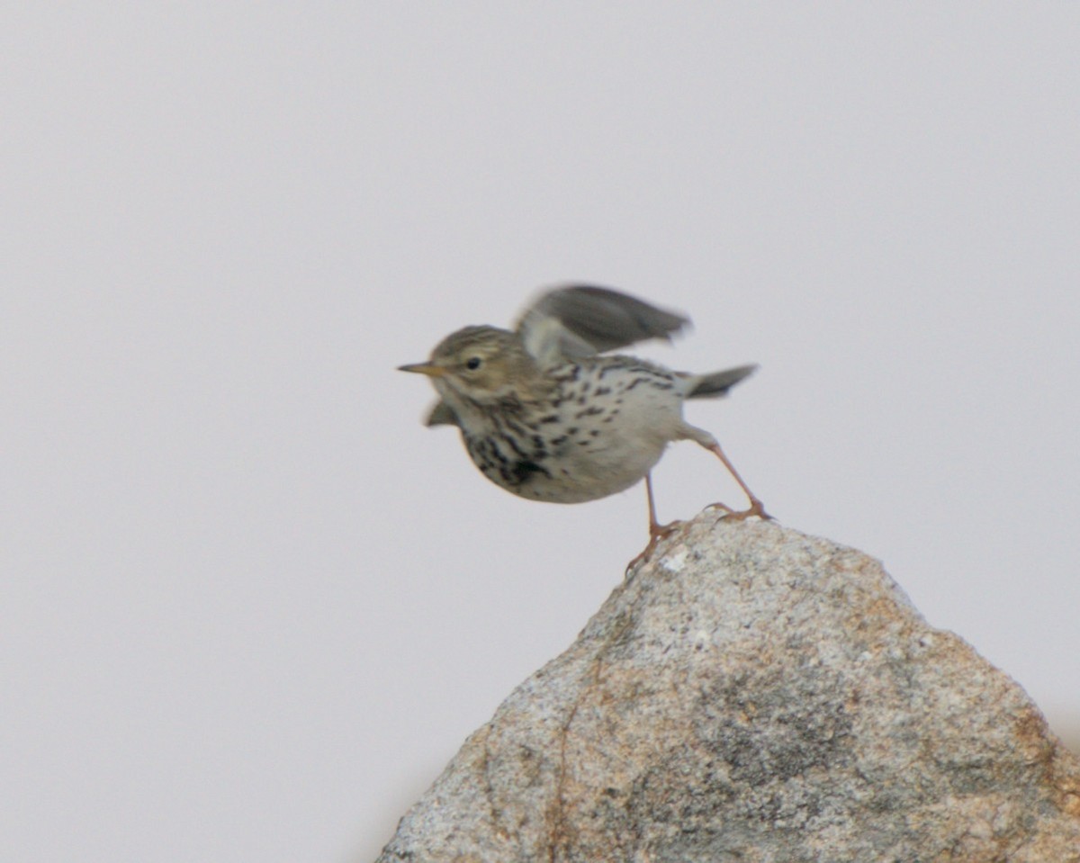 Meadow Pipit - ML614514867