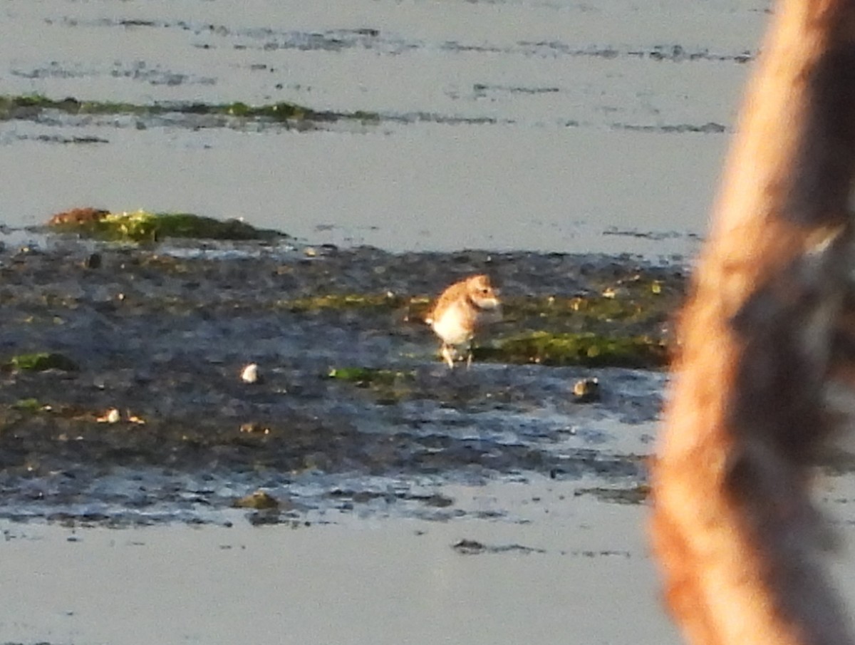 Double-banded Plover - ML614514890
