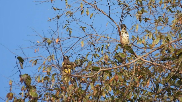 Spot-winged Grosbeak - ML614514940