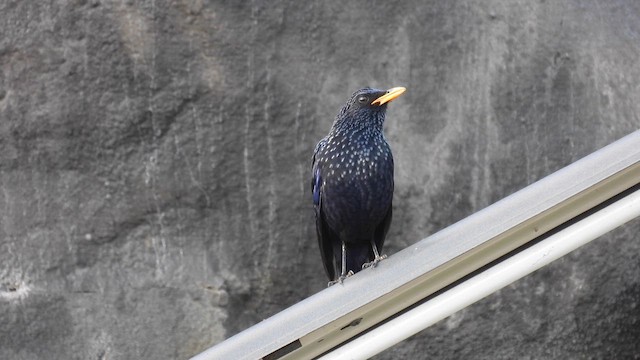 Blue Whistling-Thrush (Yellow-billed) - ML614514941