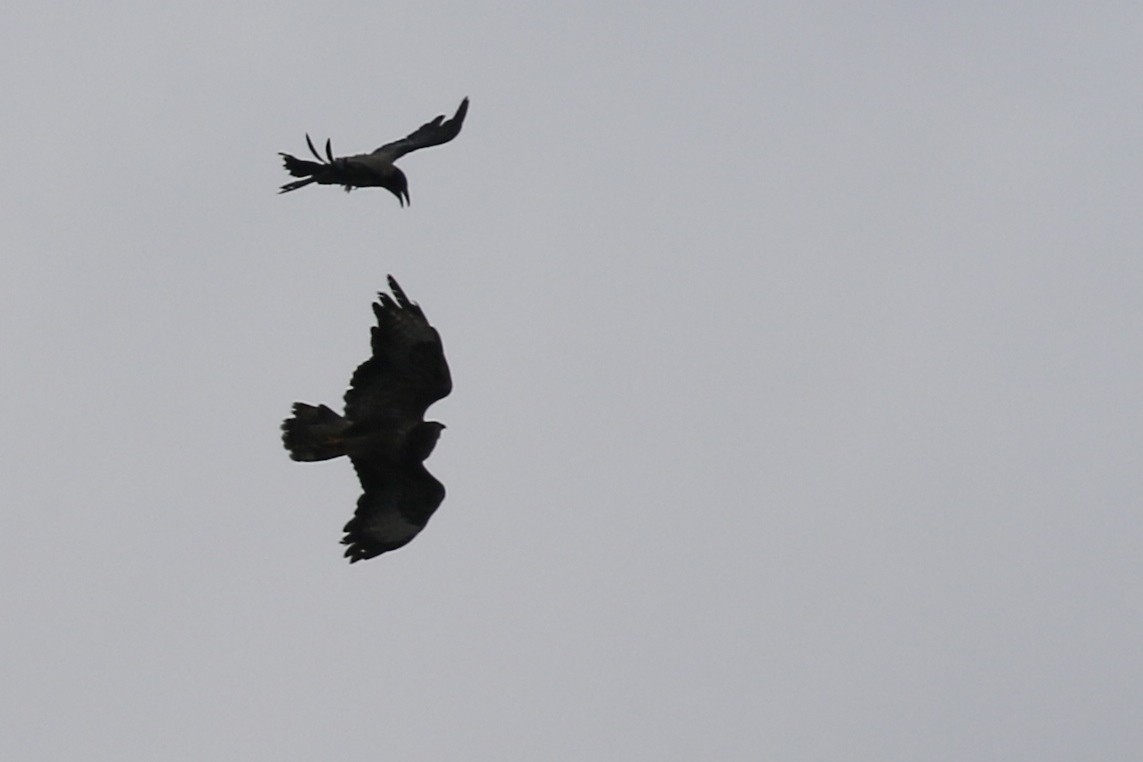 Common Buzzard - ML614514961