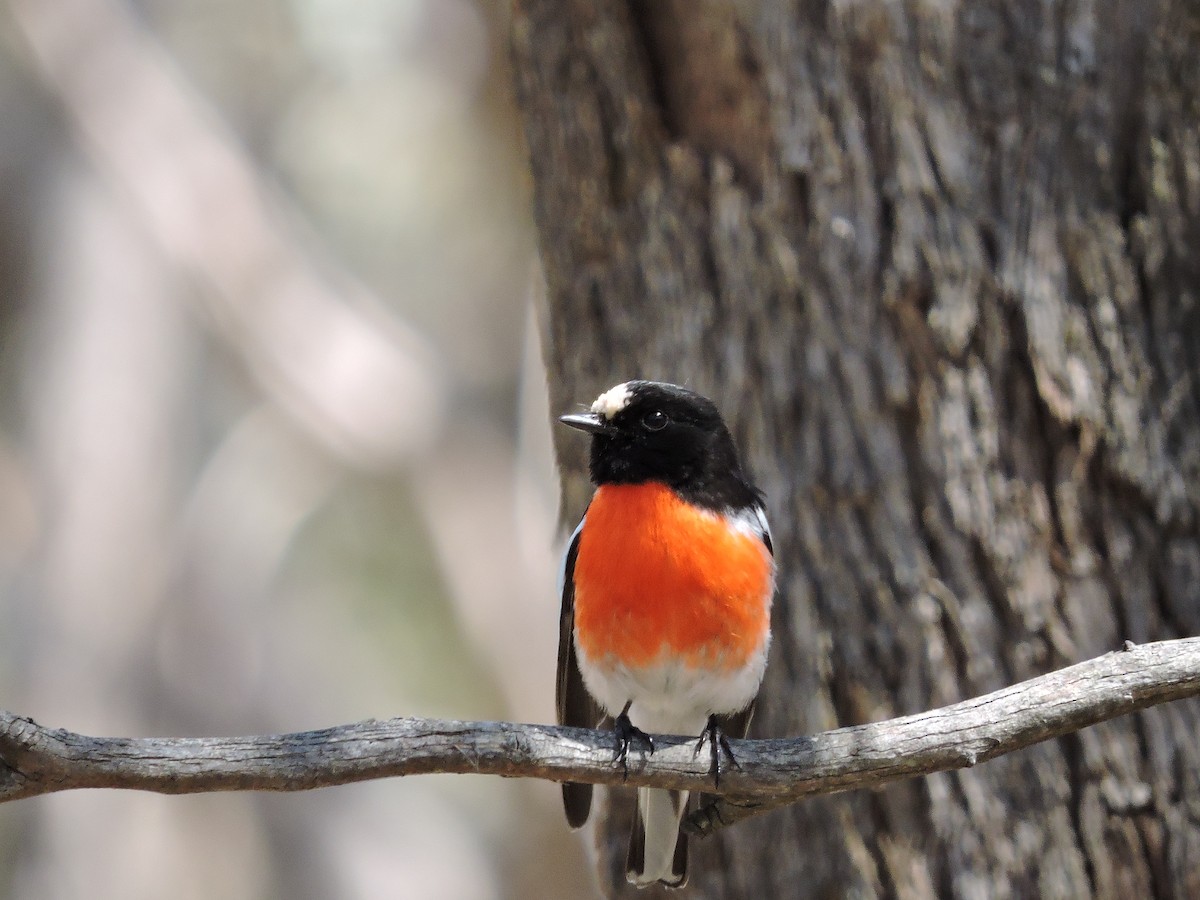 Scarlet Robin - Kerry Vickers