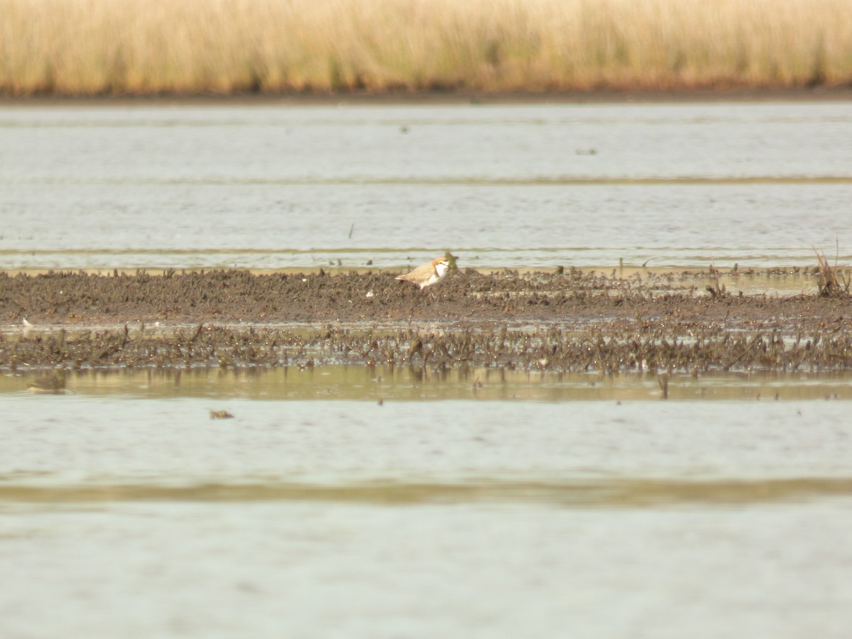 Red-capped Plover - ML614514965