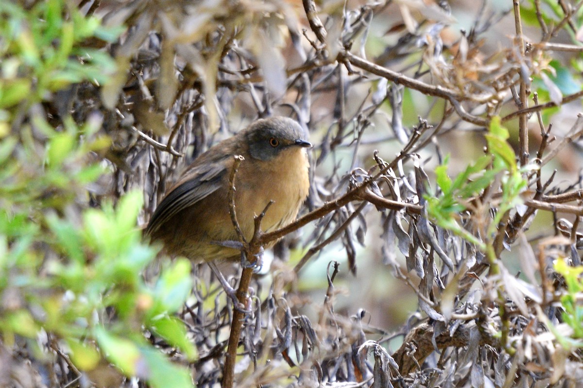 Victorin's Warbler - ML614514985