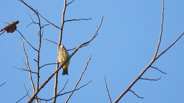 Gros-bec à ailes tachetées - ML614514987