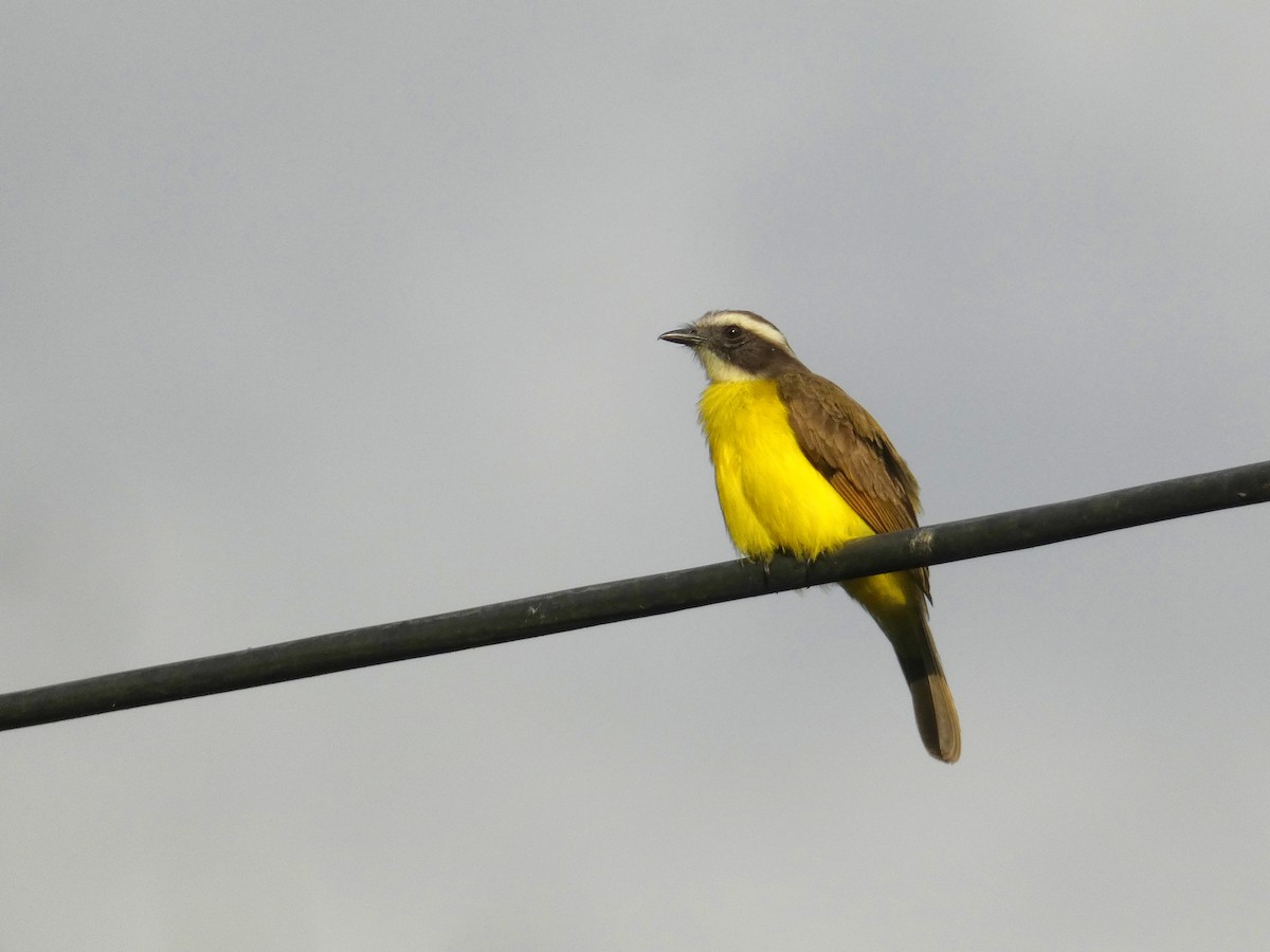 Rusty-margined Flycatcher - ML614515015