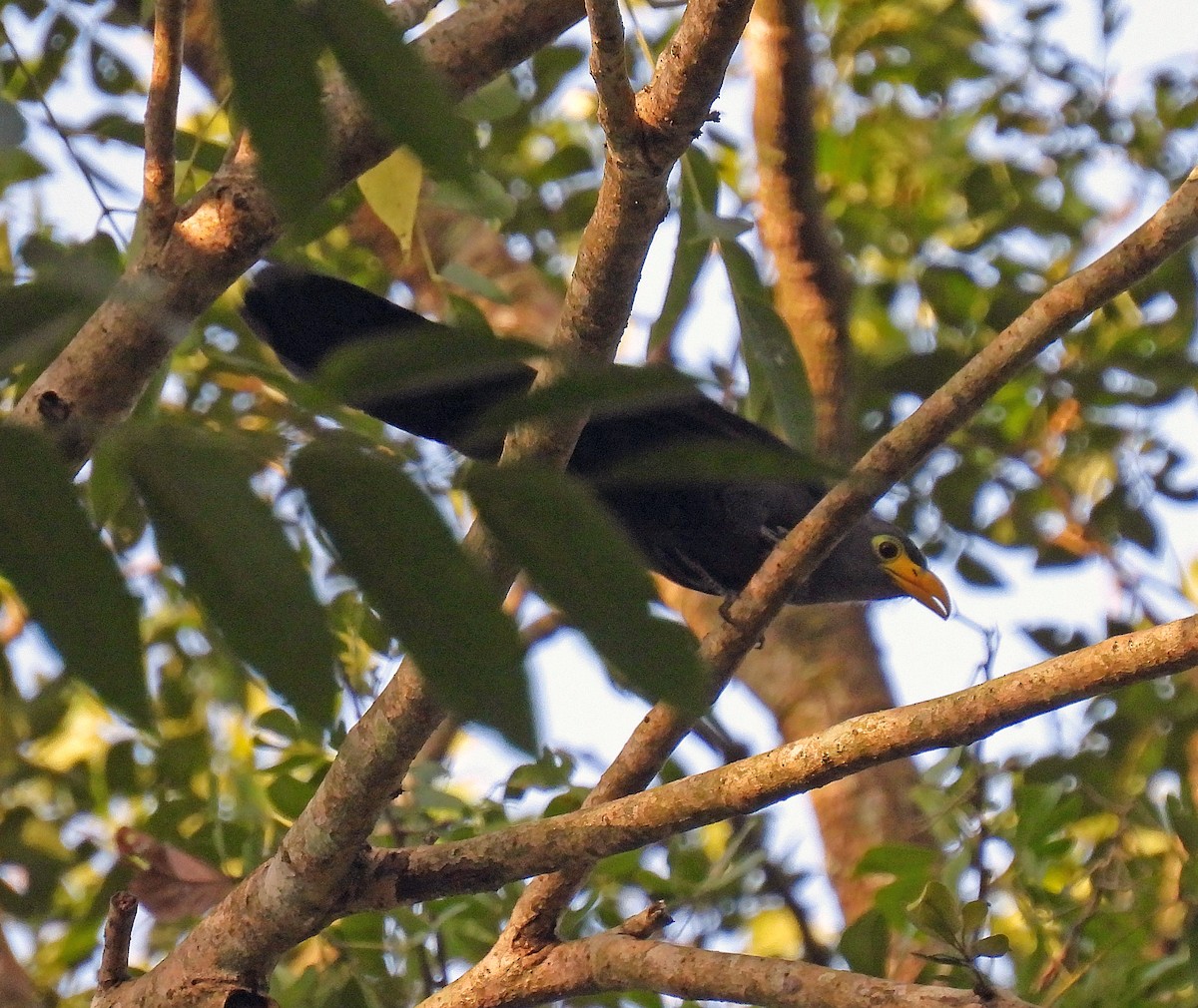 Blue Malkoha - Simon Hitchen