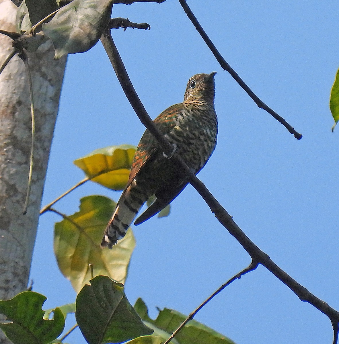 African Emerald Cuckoo - ML614515035