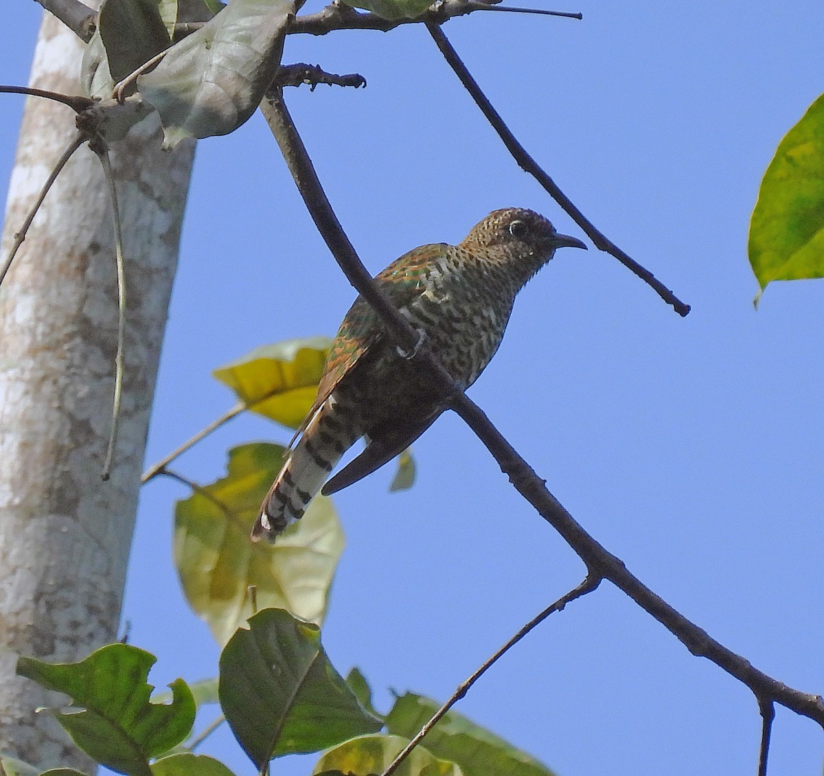 African Emerald Cuckoo - ML614515038