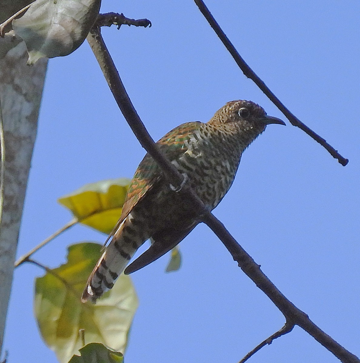 African Emerald Cuckoo - ML614515039