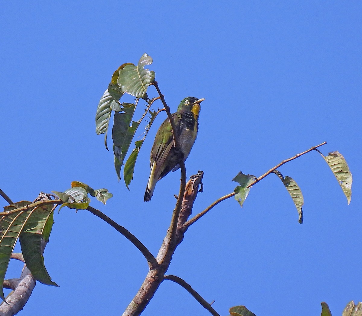 Yellow-throated Cuckoo - Simon Hitchen