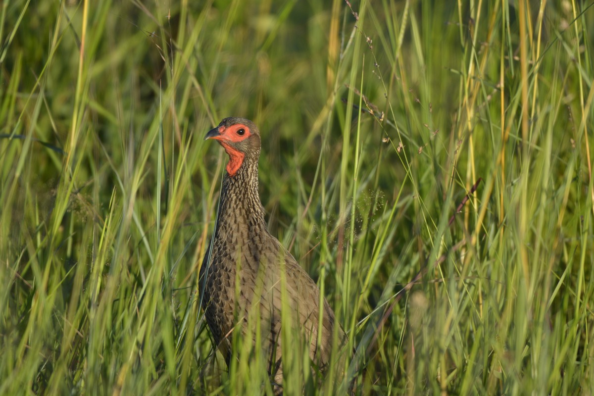 Francolin de Swainson - ML614515106