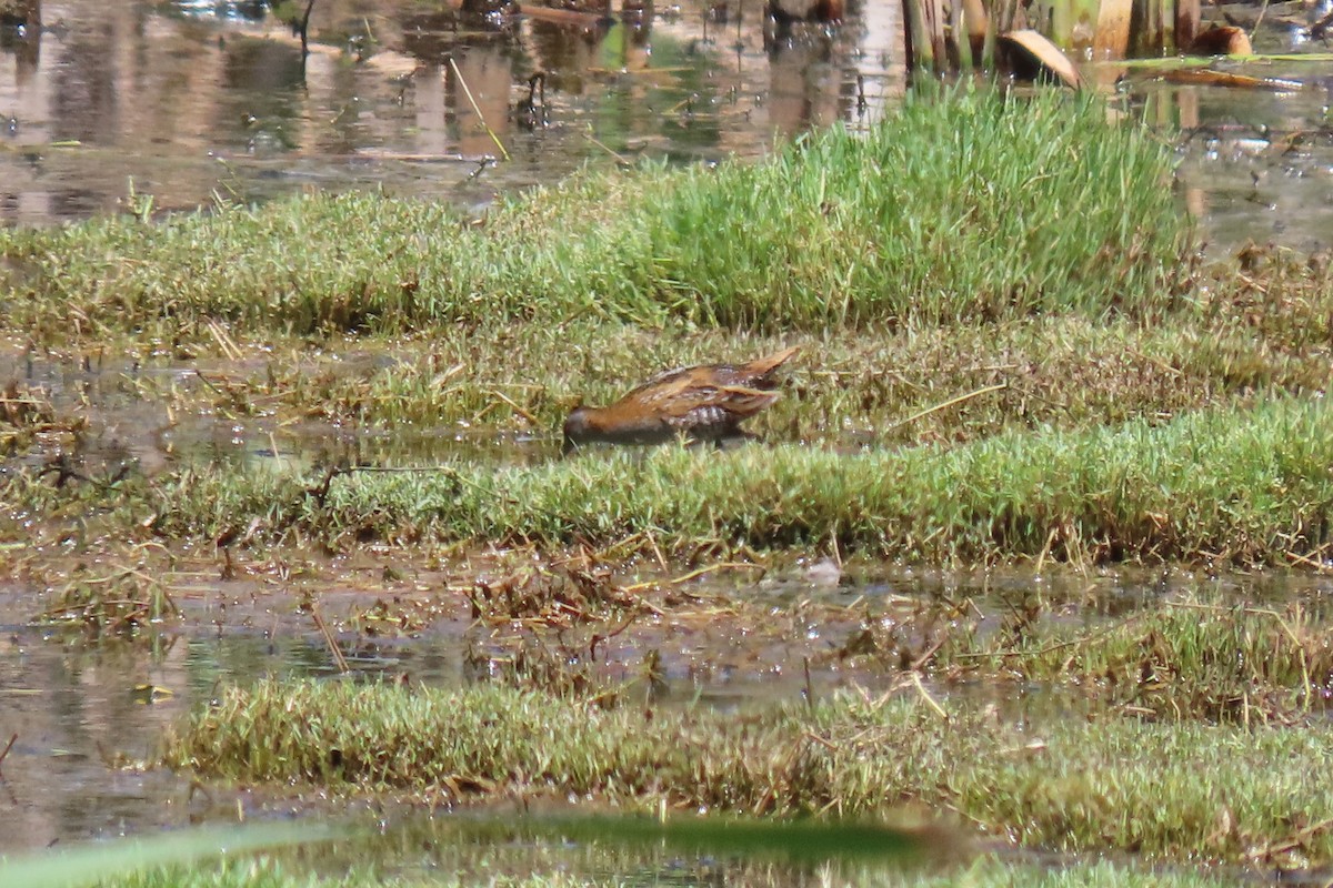 Baillon's Crake (Australasian) - Deb & Rod R