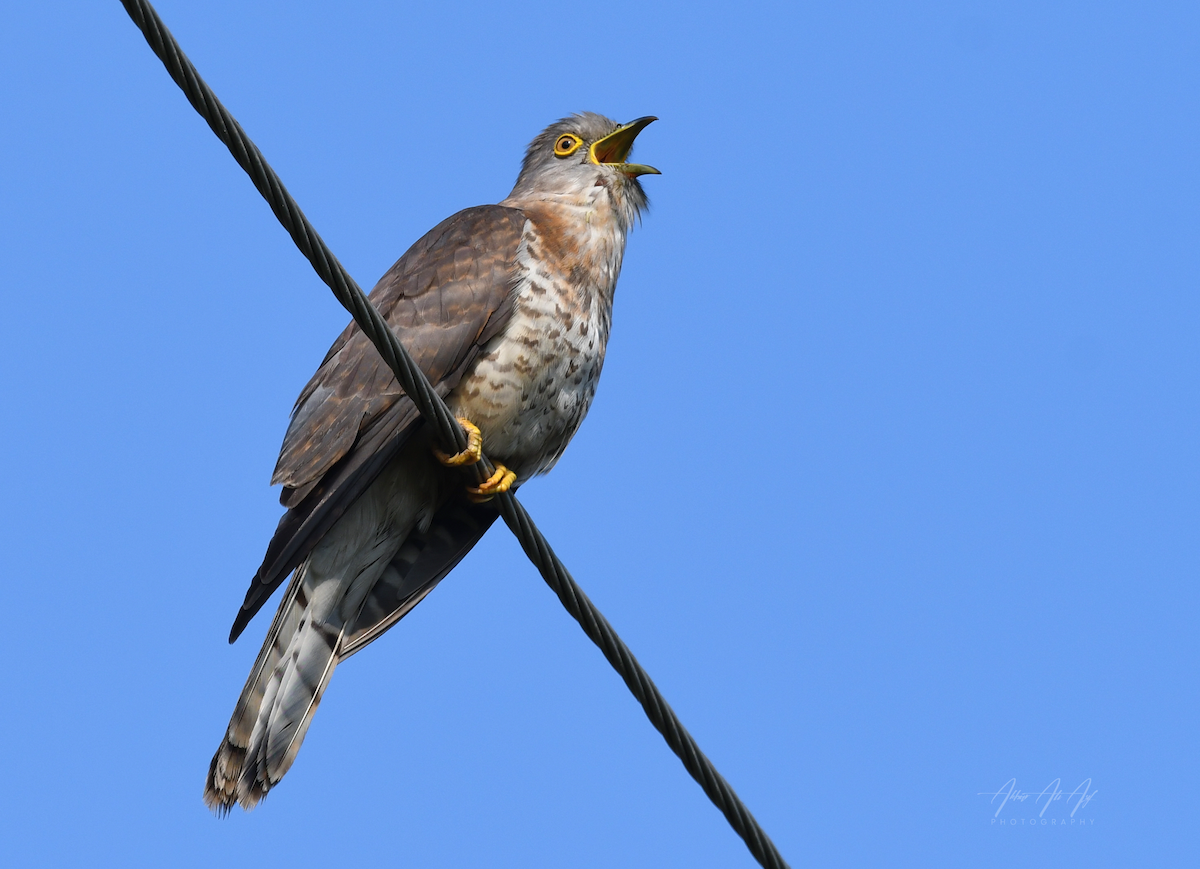 Common Hawk-Cuckoo - AKBAR ALI ASIF