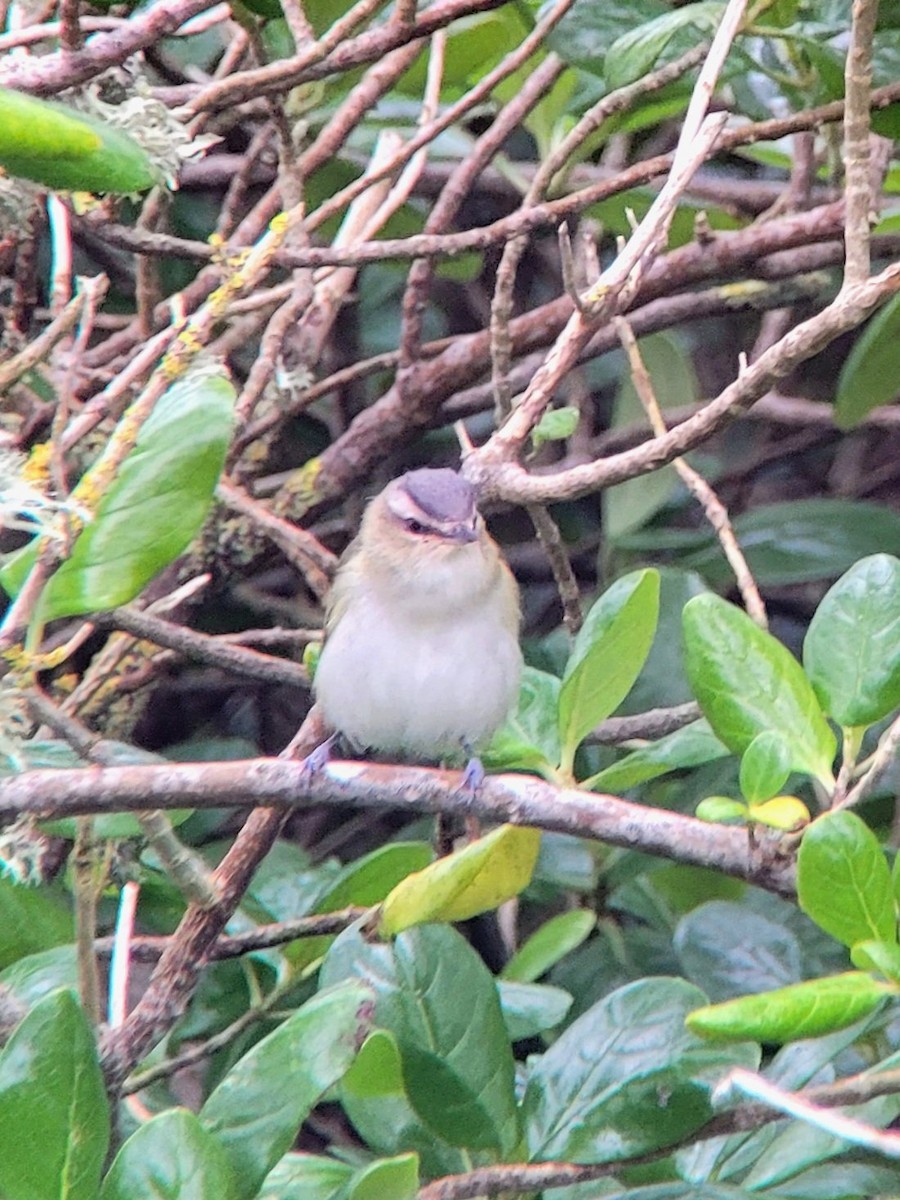 Red-eyed Vireo - ML614515166