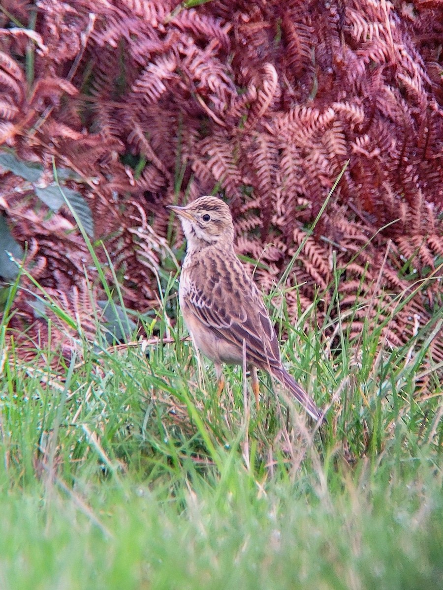 Richard's Pipit - Toby Carter