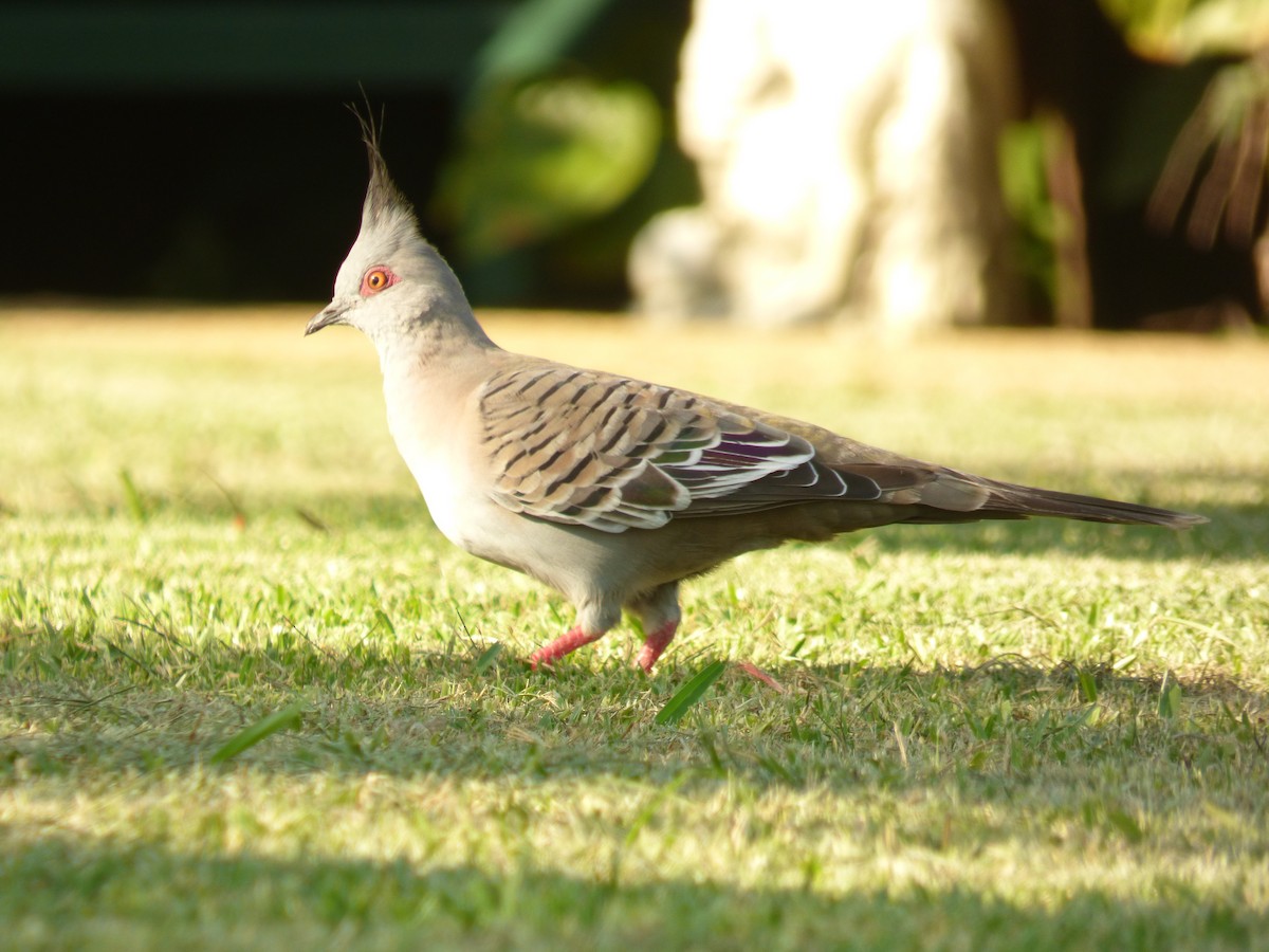 Crested Pigeon - ML614515170