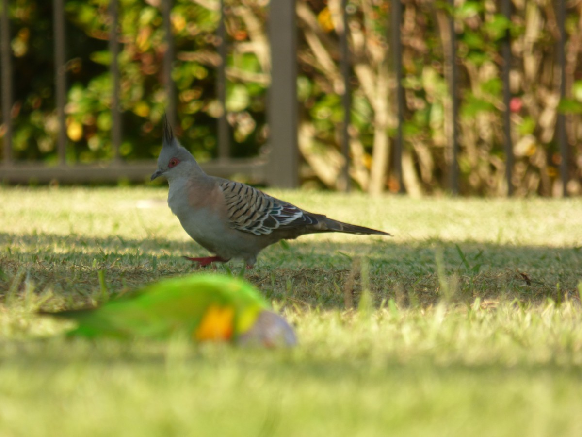 Crested Pigeon - ML614515171