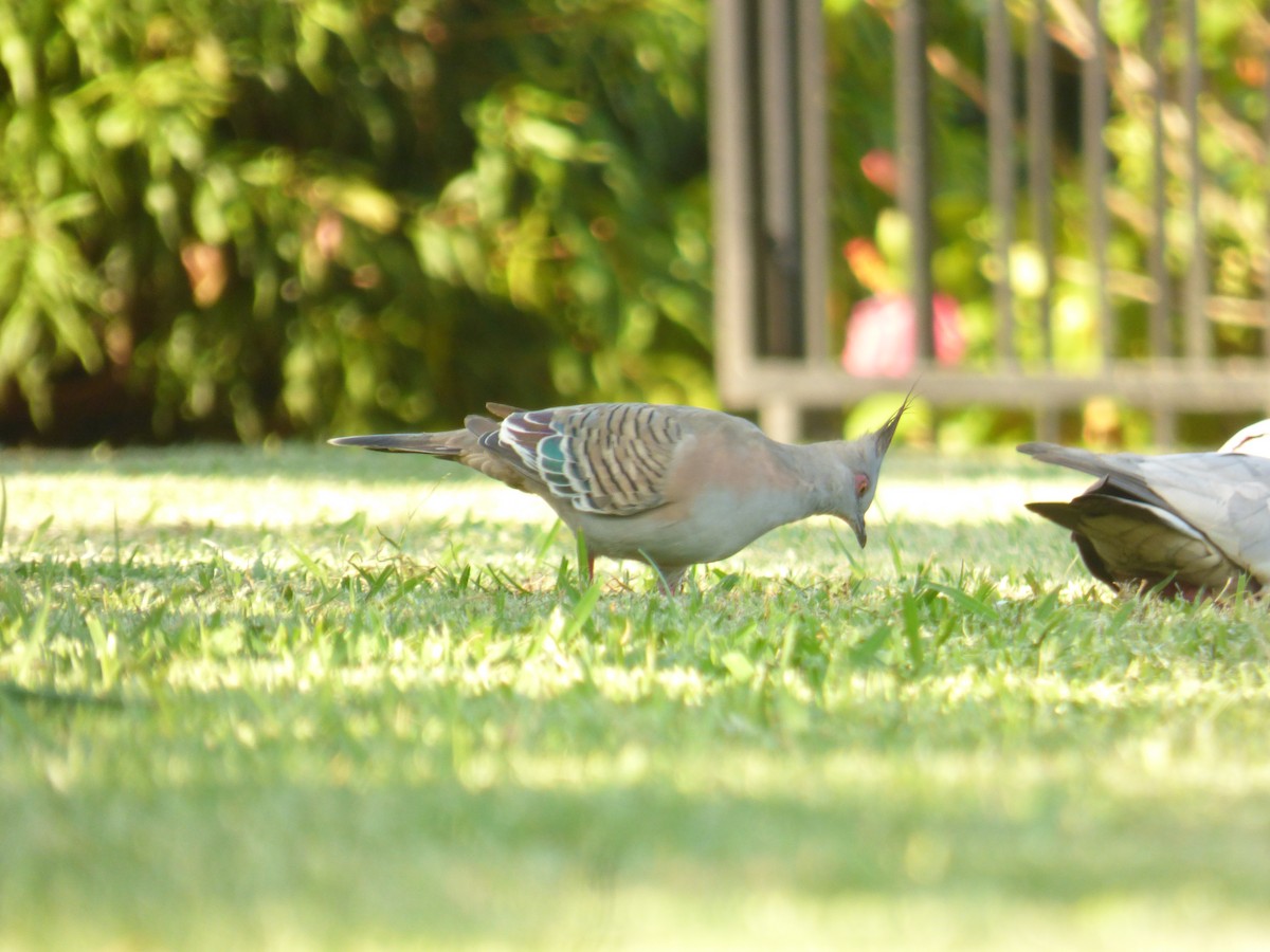 Crested Pigeon - ML614515172