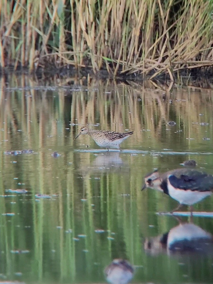 Sharp-tailed Sandpiper - ML614515173