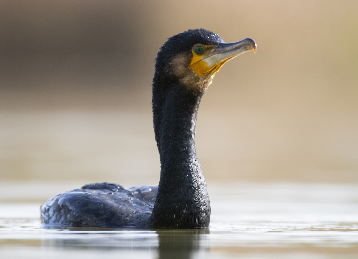 Great Cormorant - ML614515225