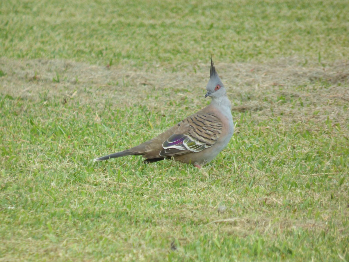 Crested Pigeon - ML614515240