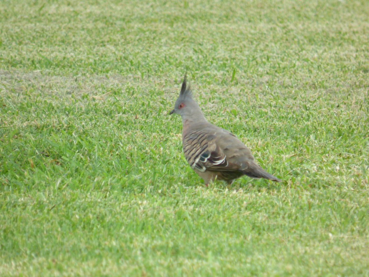 Crested Pigeon - ML614515241