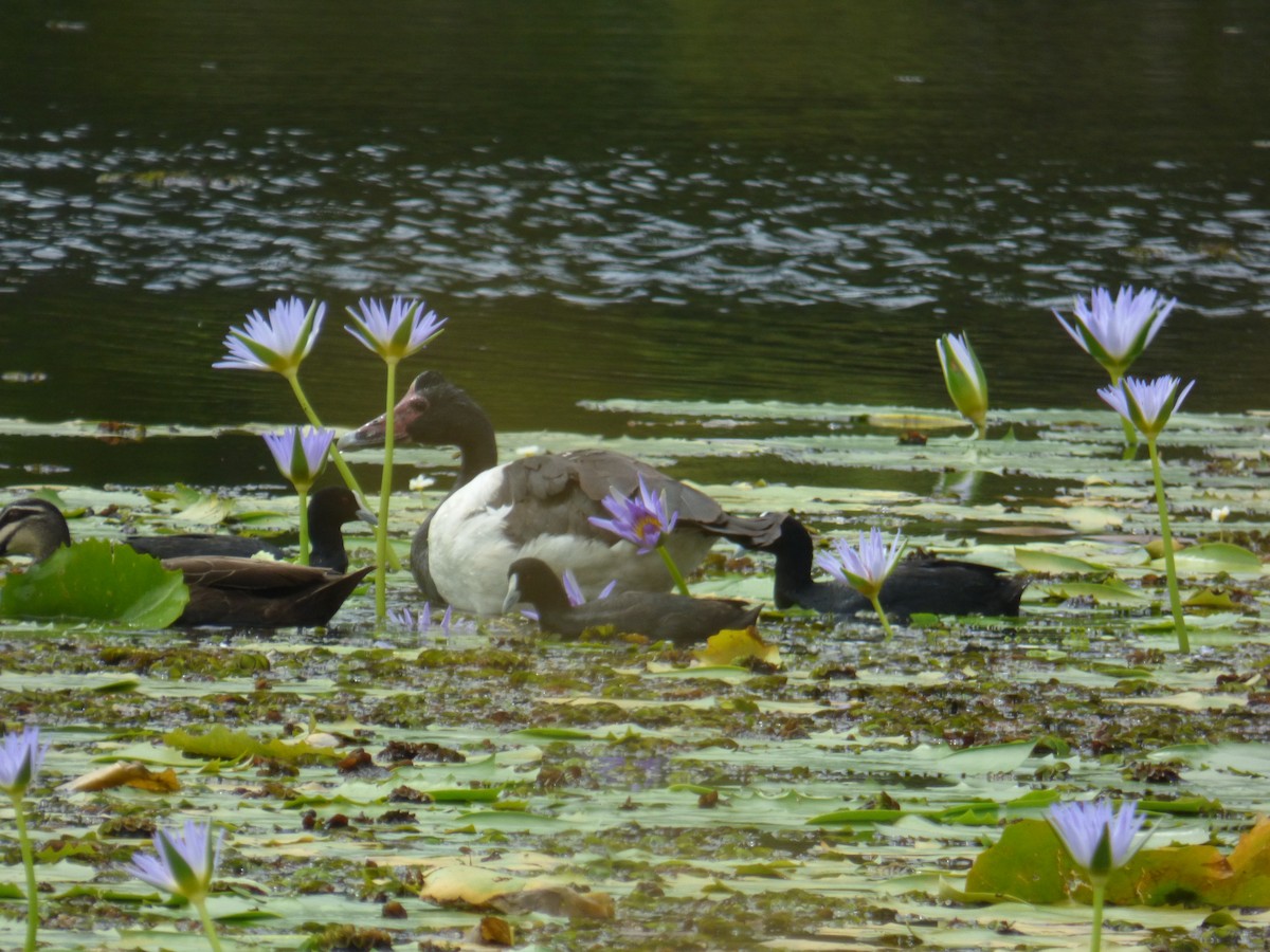 Magpie Goose - ML614515295