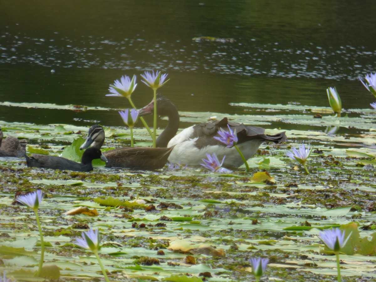 Magpie Goose - ML614515297