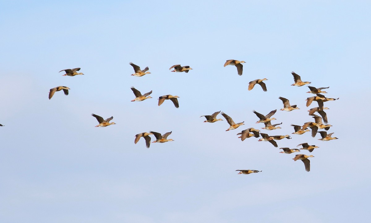 Plumed Whistling-Duck - ML614515333