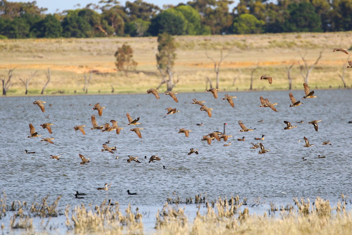 Plumed Whistling-Duck - Angus Schmidt