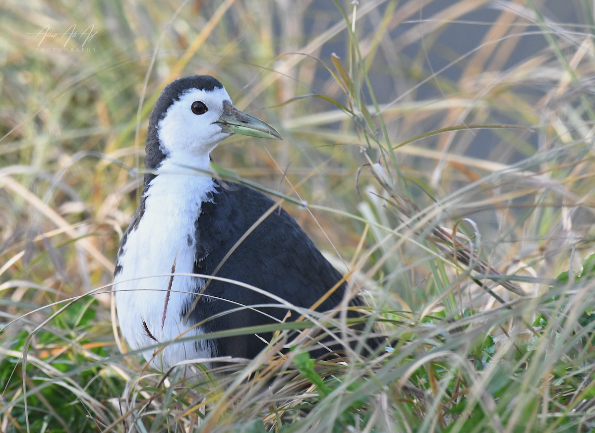 White-breasted Waterhen - ML614515337