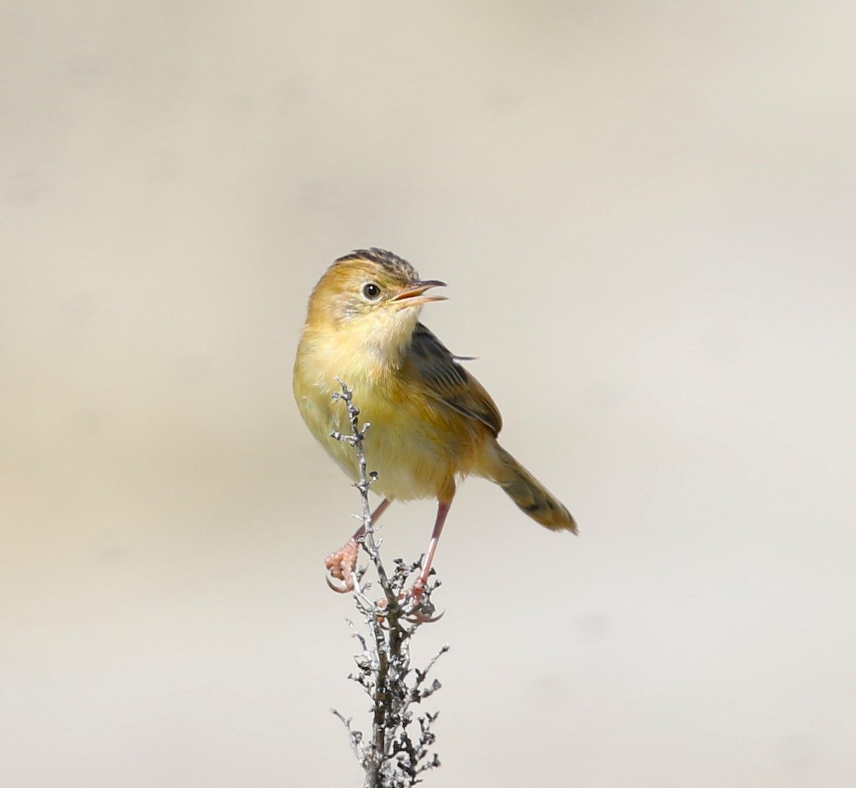 Golden-headed Cisticola - Angus Schmidt