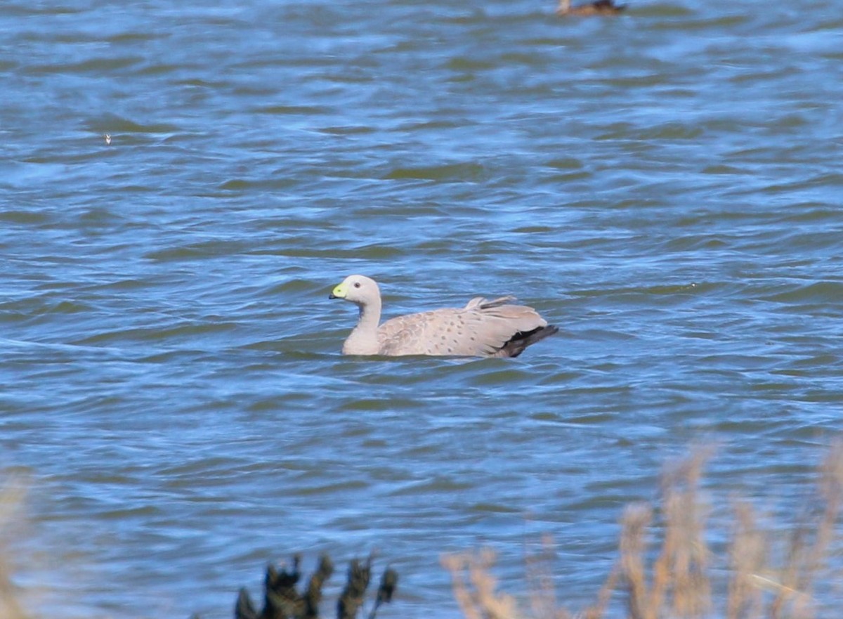 Cape Barren Goose - Angus Schmidt