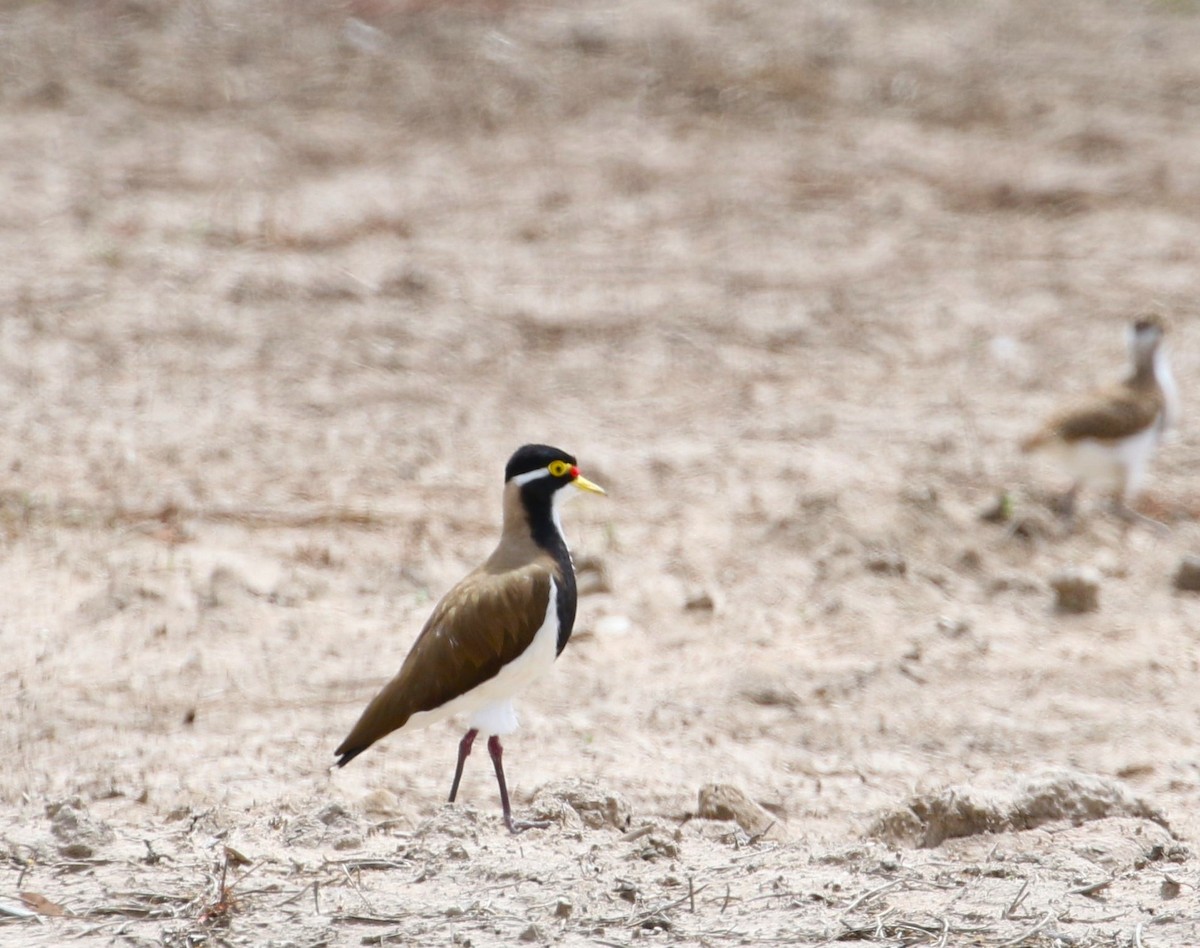Banded Lapwing - Angus Schmidt
