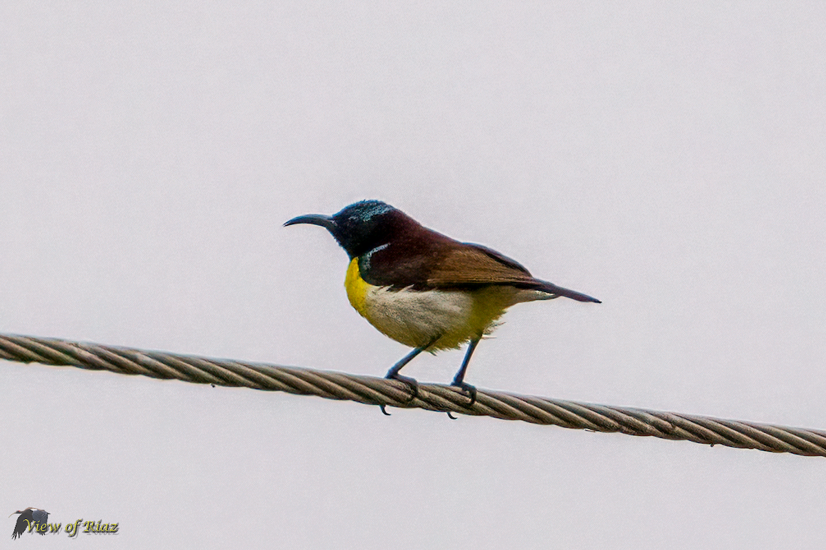 Purple-rumped Sunbird - ML614515440