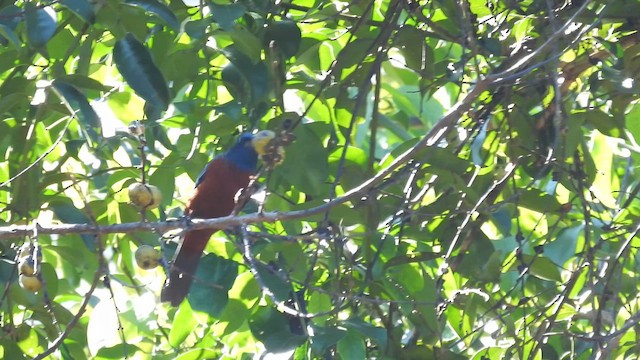 Chestnut-bellied Rock-Thrush - ML614515455