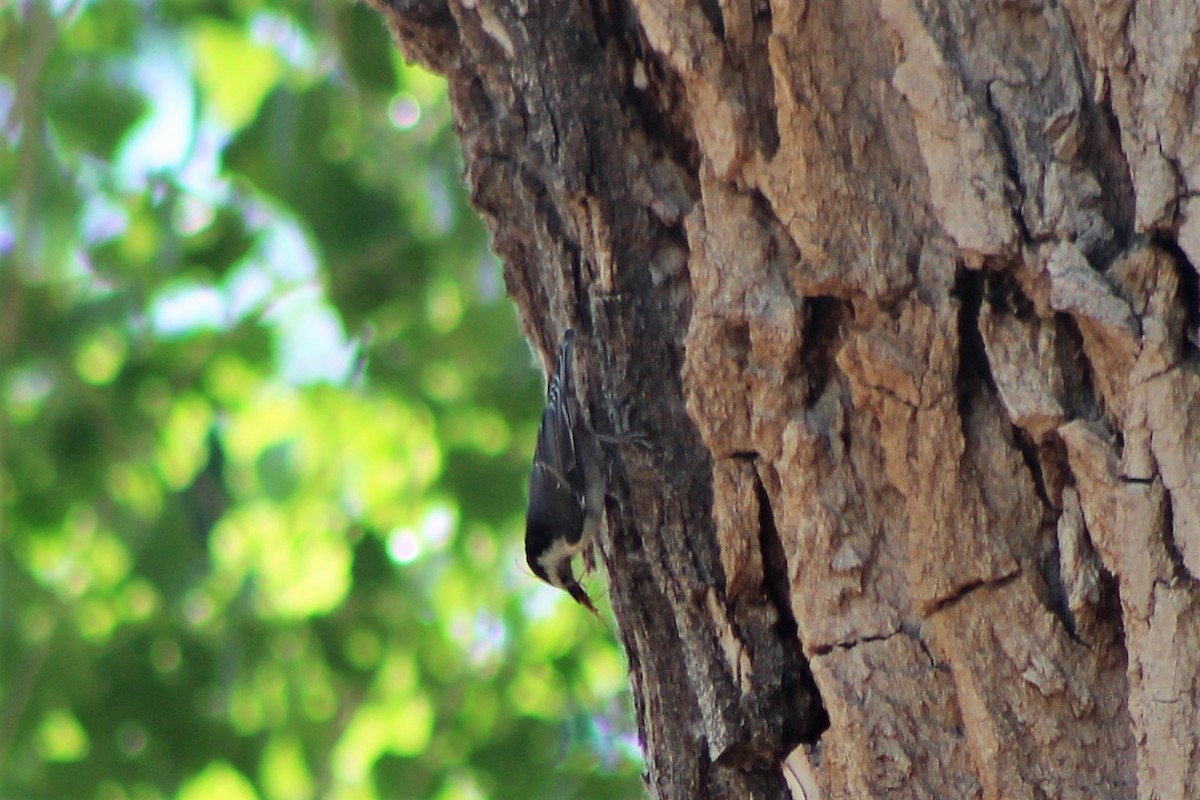 White-breasted Nuthatch - David Lerwill