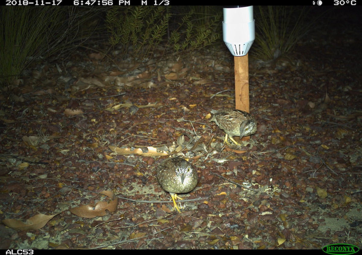 Chestnut-backed Buttonquail - ML614515548