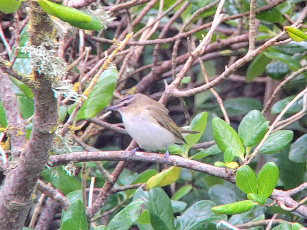 Red-eyed Vireo - ML614515569
