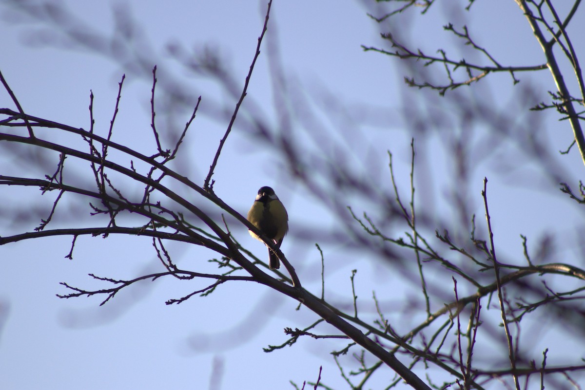 Mésange charbonnière - ML614515605