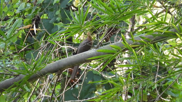 Little Cuckoo-Dove - ML614515607