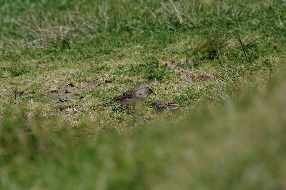 New Zealand Pipit - ML614515621