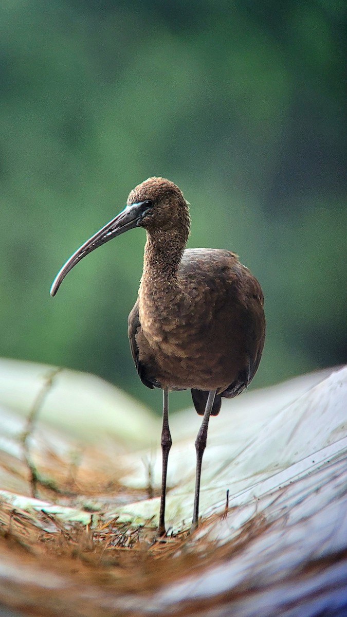 Glossy Ibis - Toby Carter