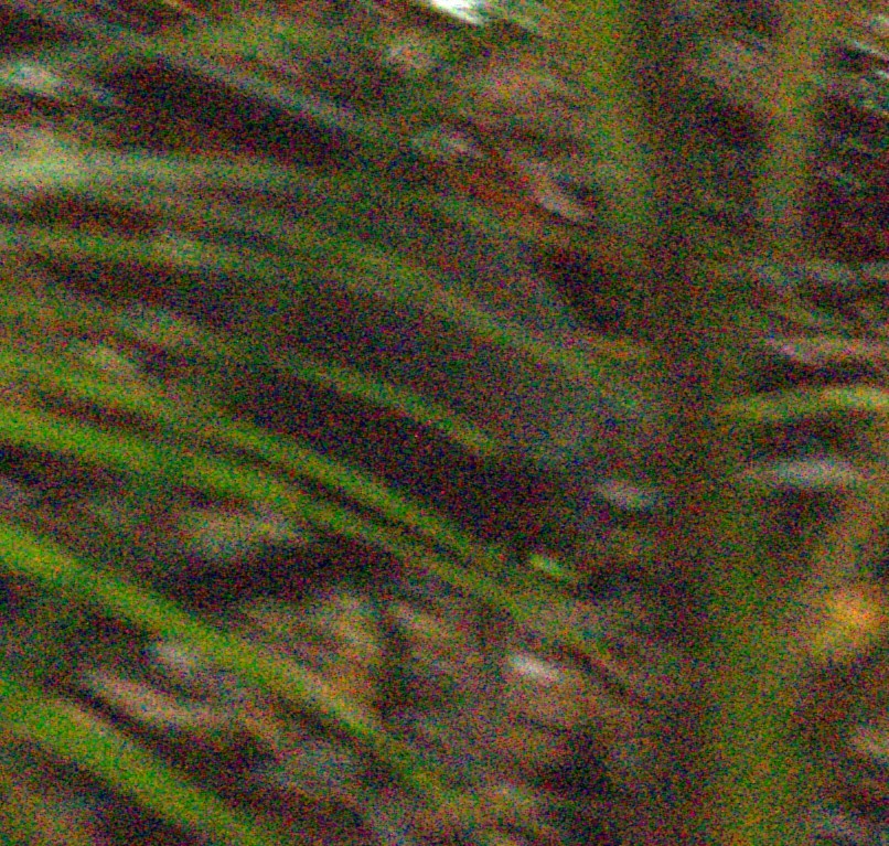 Yeşil Gagalı Kestane Yelvesi - ML614515625