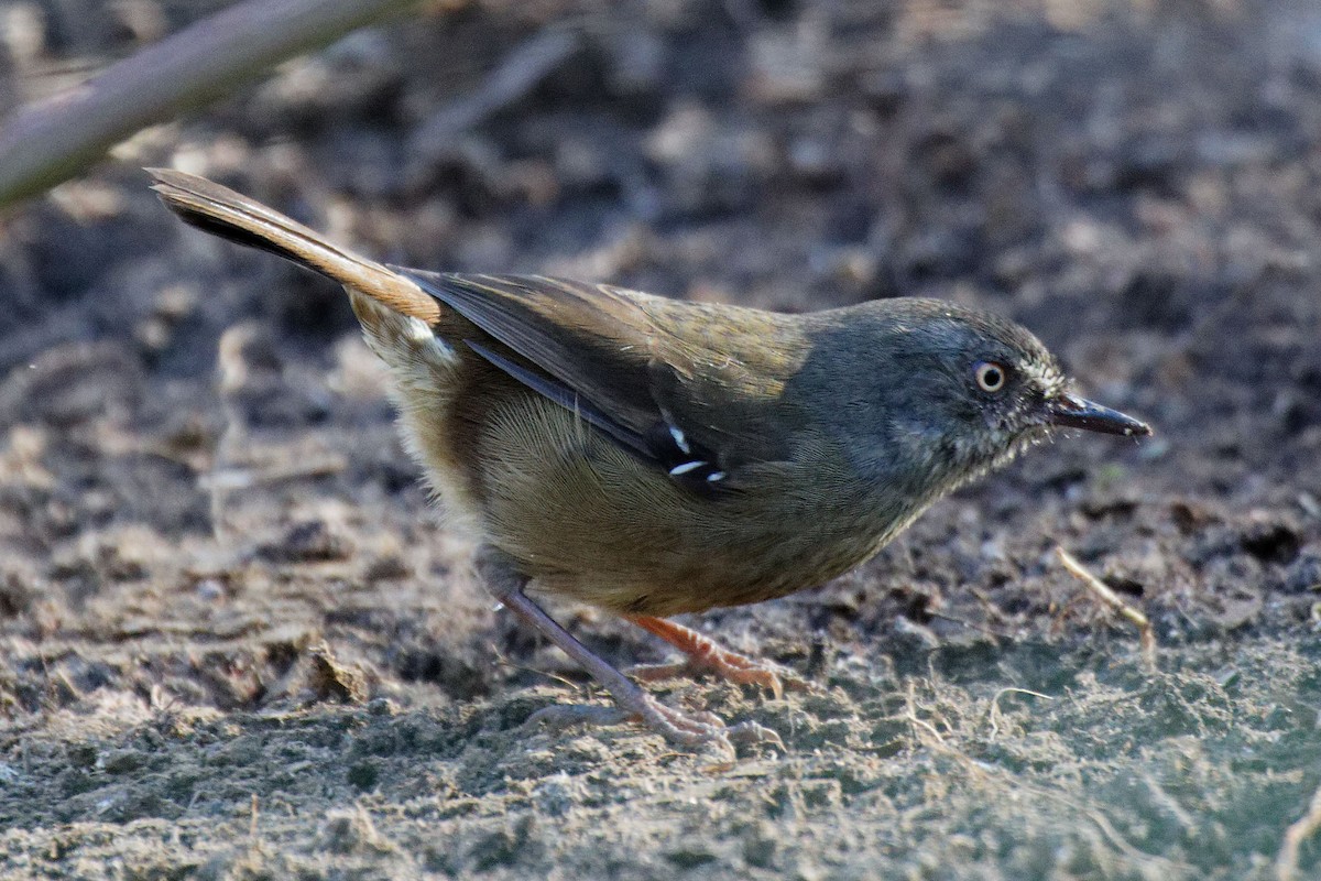 Tasmanian Scrubwren - ML614515631