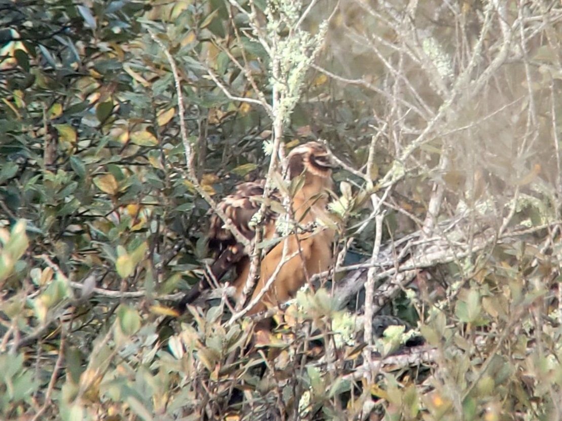 Pallid Harrier - Toby Carter