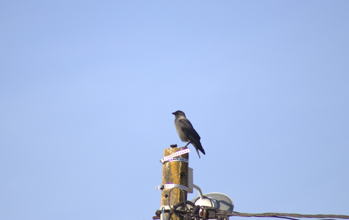 Eurasian Jackdaw - ML614515633