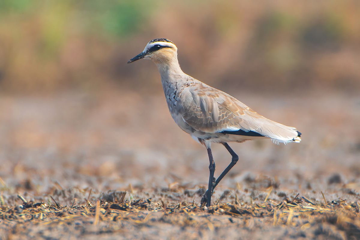 Sociable Lapwing - ML614515647